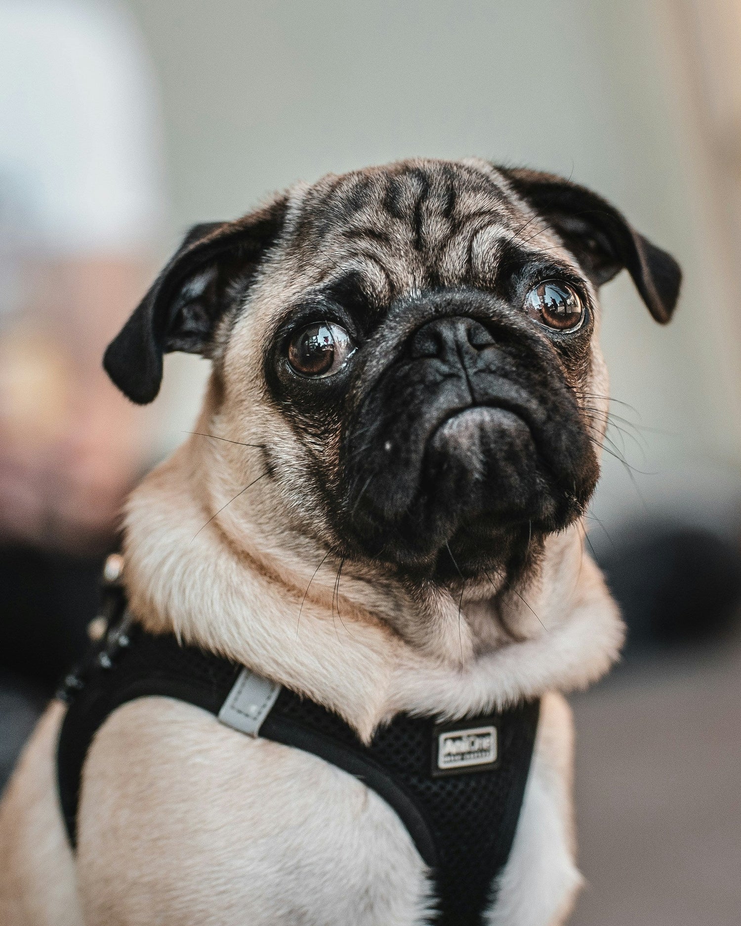 Harnesses