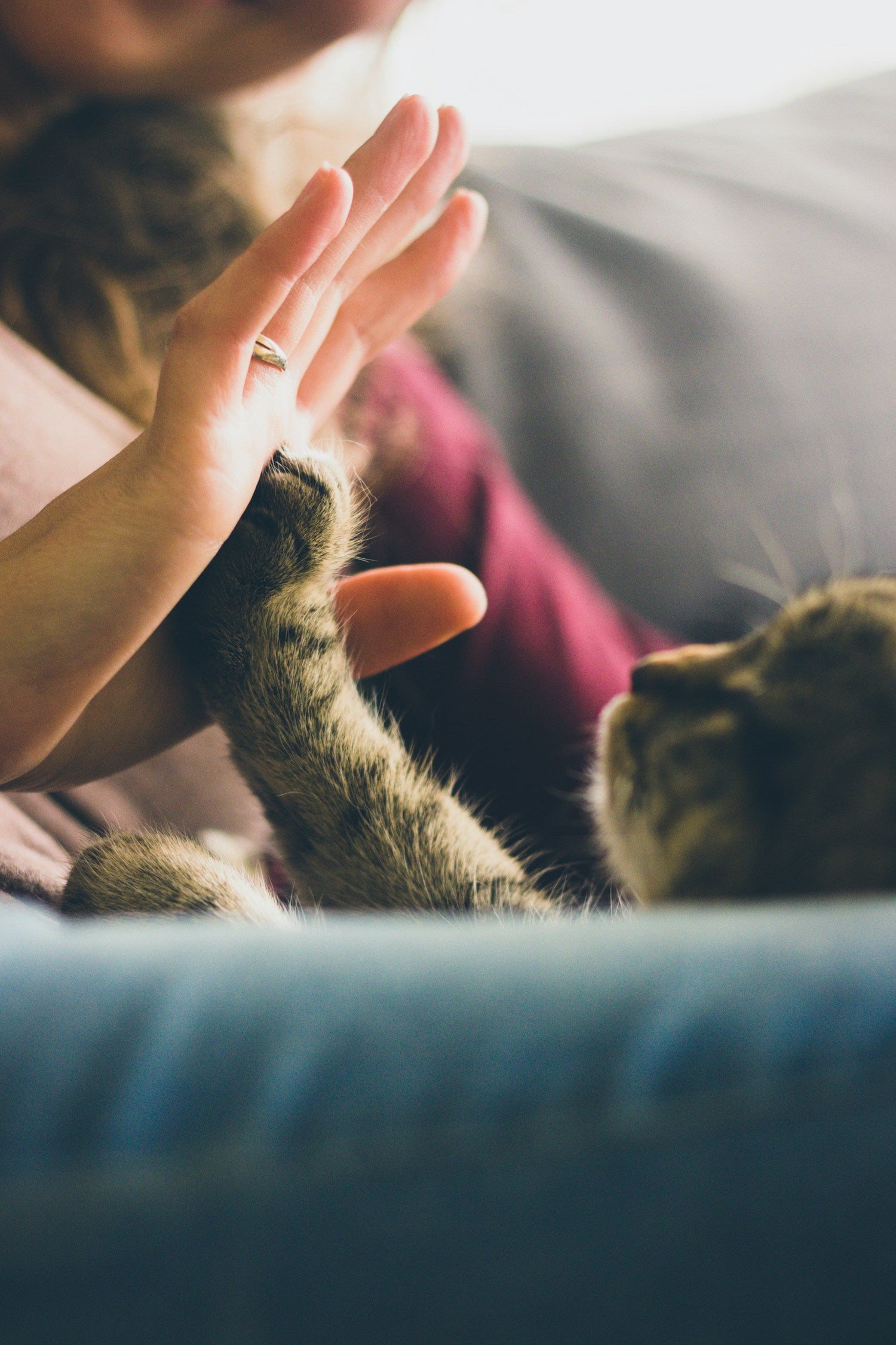 Pet Care Essentials