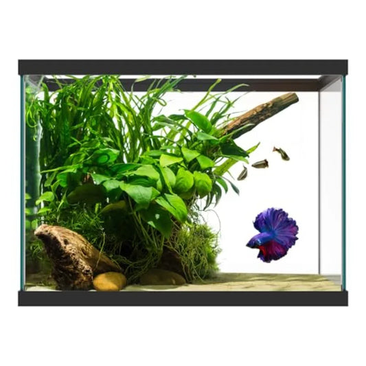 Glass Aquarium Tank For Freshwater And Saltwater Betta
