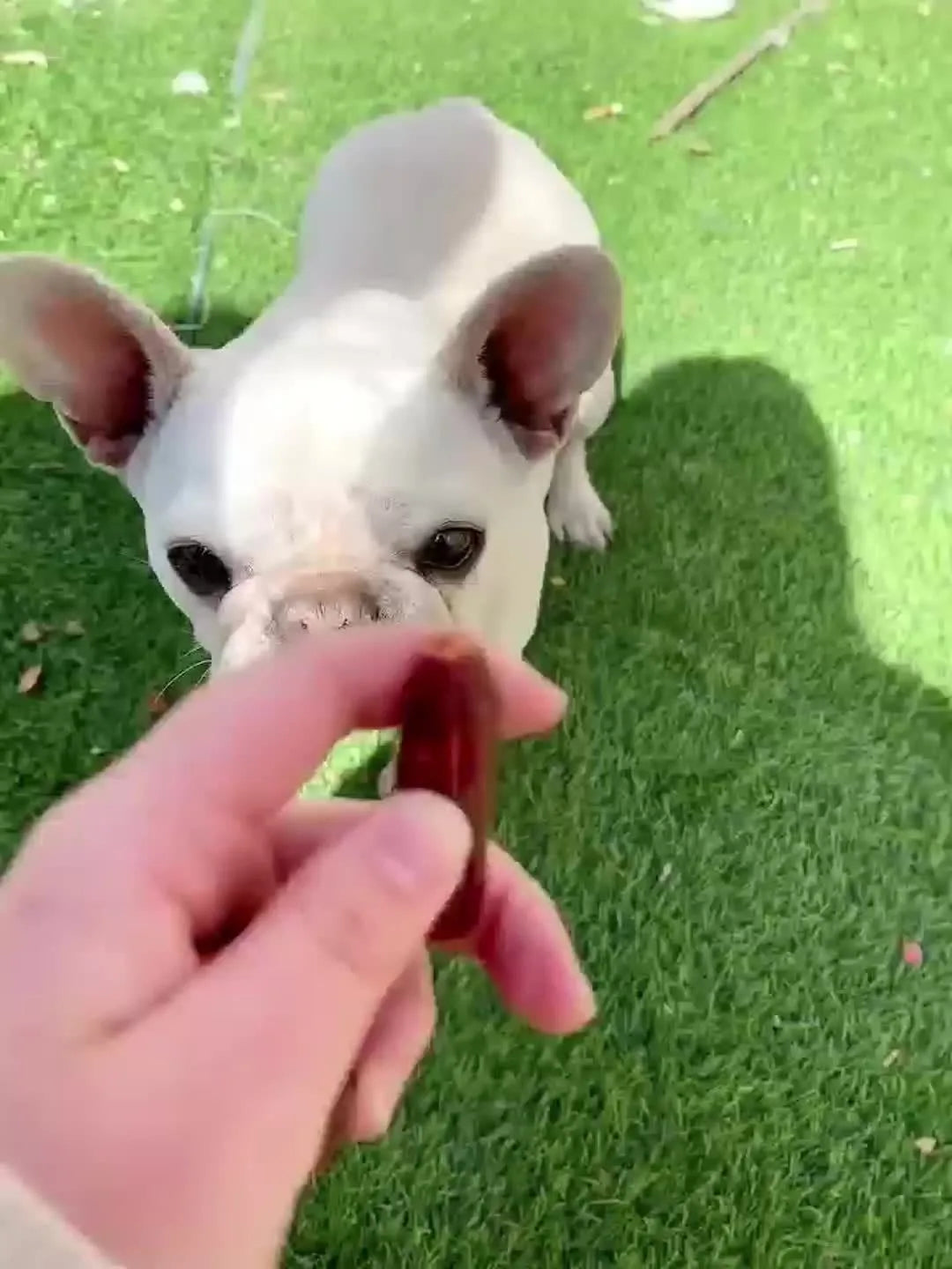 Helety Duck And Chicken Sausages For Dogs High Protein Training