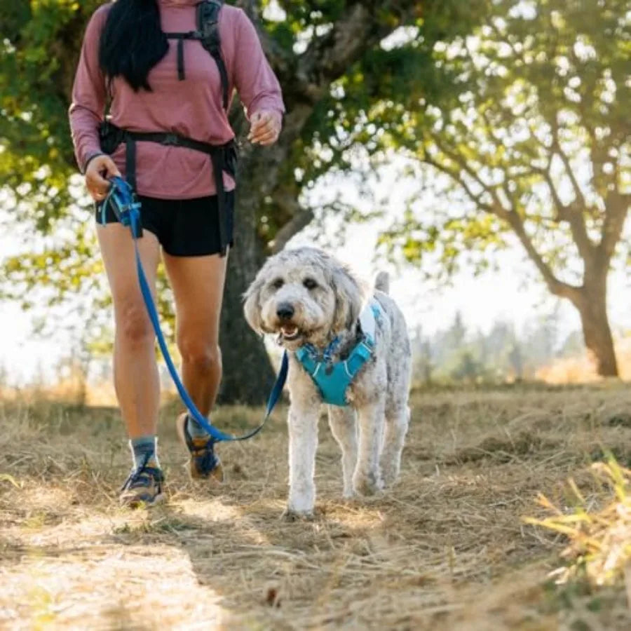 Swamp Cooler Dog Harness Lightweight Evaporative Cooling For Hot Weather